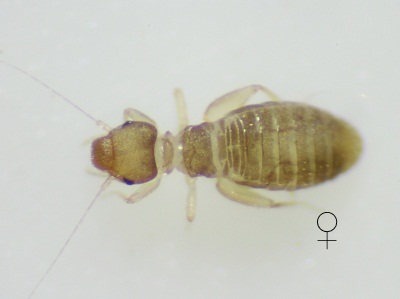 Liposcelis bostrychophila female