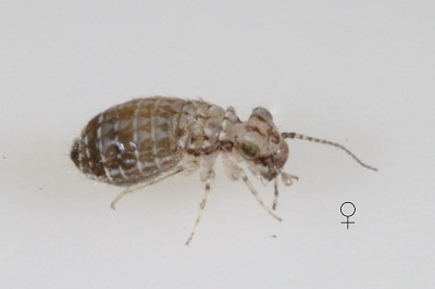 Cerobasis guestfalica female