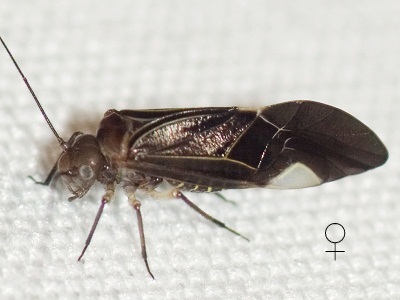 Cerastipsocus venosus female