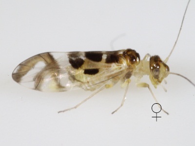 Graphopsocus cruciatus female