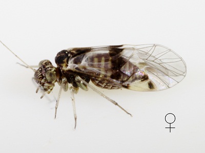 Indiopsocus lanceolatus female