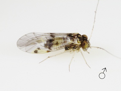 Indiopsocus lanceolatus male
