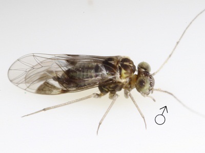Indiopsocus bisignatus female