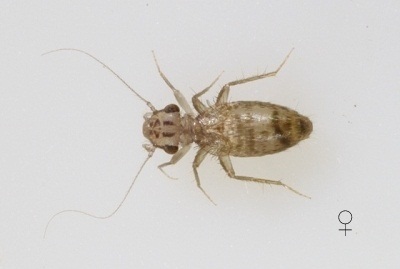 Neolepolepis occidentalis female