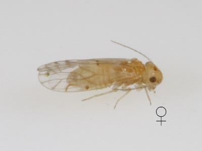 Lachesilla yucateca female