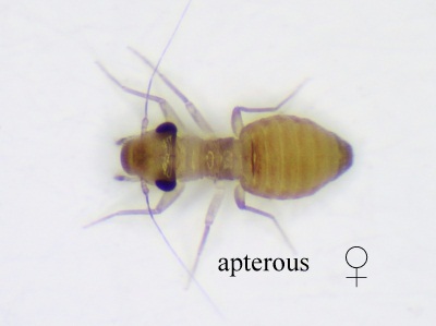 Nanopsocus oceanicus female