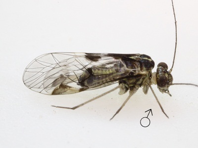 Hyalopsocus striatus 2 female