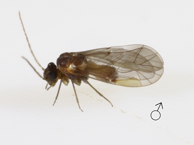Peripsocus close to stagnivagus male