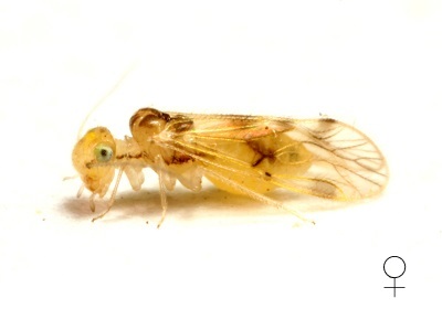 Pseudocaecilius citricola female