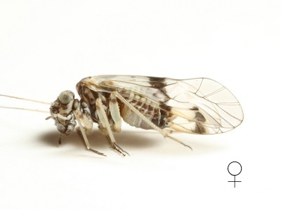 Indiopsocus texanus female