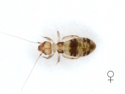 Liposcelis ornata female