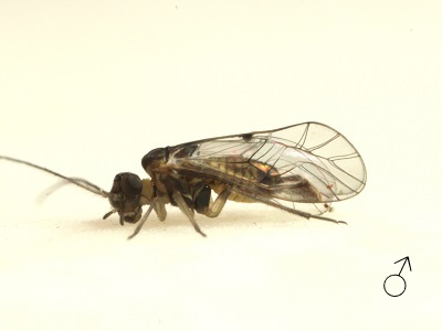Indiopsocus campestris male
