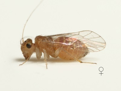 Hemipsocus chloroticus female