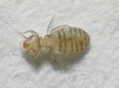 Liposcelis entomophila