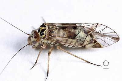 Metylophorus novaescotiae female