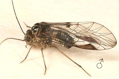 Metylophorus novaescotiae male