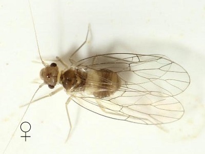 Psyllipsocus ramburii female