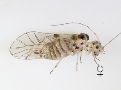 Teliapsocus conterminus female