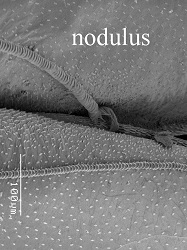 nodulus