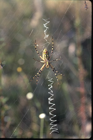 orb web spider