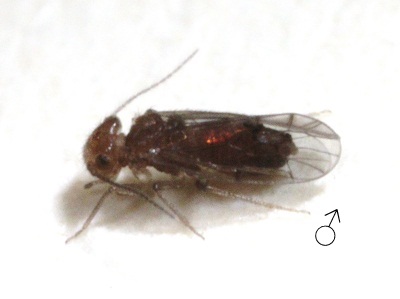 Ectopsocopsis cryptomeriae male