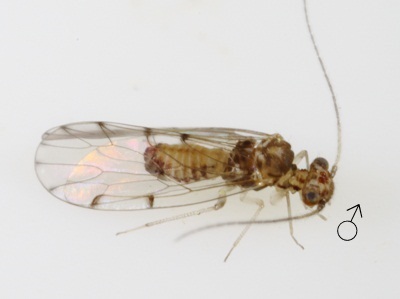 Ectopsocus californicus male