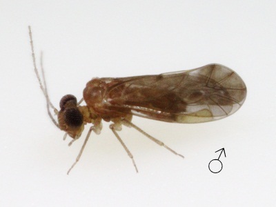 Peripsocus minimus male