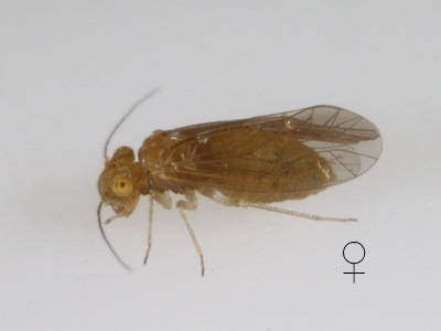 Lachesilla forcepeta female