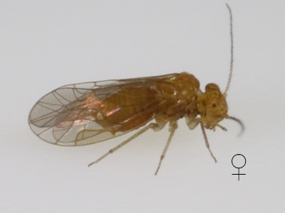 Lachesilla contraforcepeta female