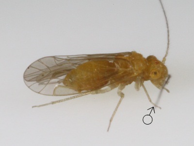 Lachesilla contraforcepeta male