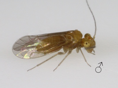 Lachesilla forcepeta male