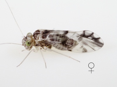 Ptycta polluta female