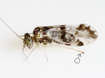 Ptycta polluta male