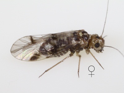 Blaste posticata female