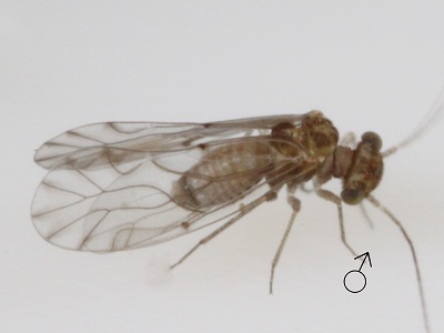 Lachesilla kola male