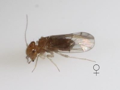 Ectopsocopsis cryptomeriae female