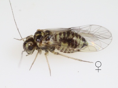 Blastopsocus walshi female