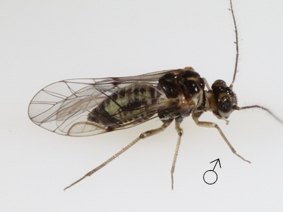 Blastopsocus walshi male