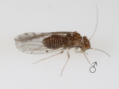 Lachesilla tropica male