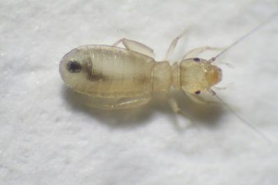 Liposcelis pearmani