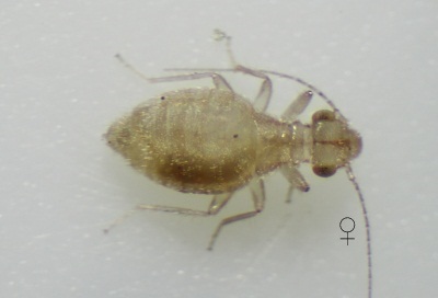 Trogium pulsatorium