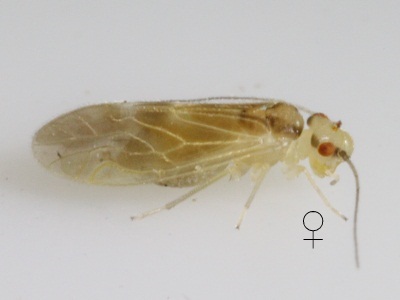 Valenzuela subflavus female