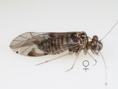 Indiopsocus infumatus female