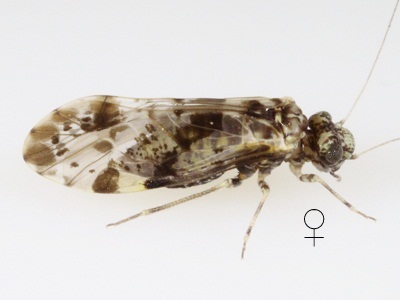 Trichadenotecnum slossonae female