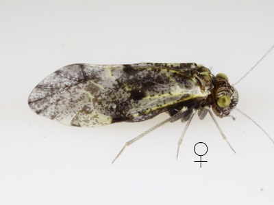 Loensia moesta female