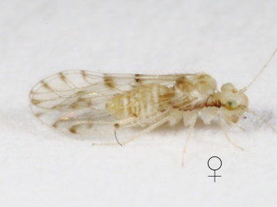Trichopsocus dalii female
