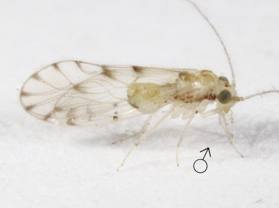 Trichopsocus dalii male