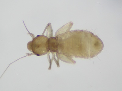 Liposcelis pallida