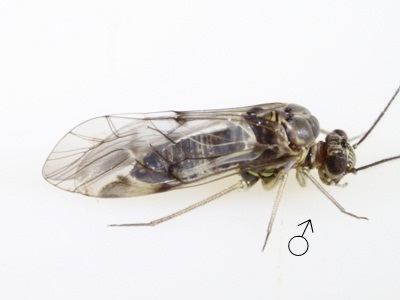 Amphigerontia montivaga male