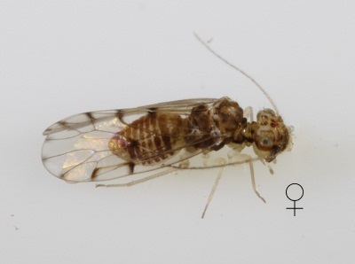 Ectopsocus californicus female